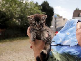 Zwei junge nette Kätzhen, geb. 20.04.2022, schwarze für
