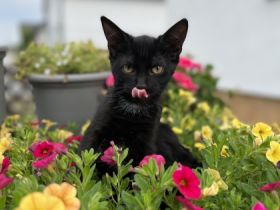 Sehr süße Kätzchen zu verkaufen, würde am 16.04.2022