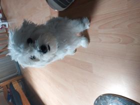 Poncho, Mit internationalem "Pet Passport"