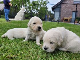 Unsere Hündin Luna hat wunderschöne Welpen bekommen.