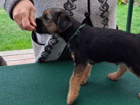 Der Terrier Zwinger "von den Border-Geistern" meldet: