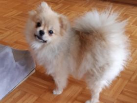 Jenny, Eine süße kleine Zwergspitz Hündin Farbe Creme