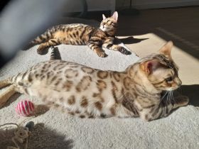 2x Bengalkater  1 Jahr
