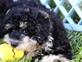 Traumhafte Zwergpudelwelpen in wunderschönen, seltenen