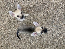 Dürfen wir uns vorstellen: Luna & Lupo. Das Licht der