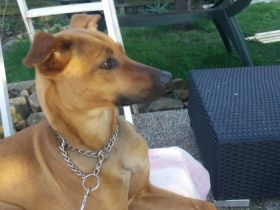 Maja Xolo-Standard Windhund, Xoloitzcuintle