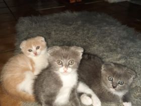 Kitten suchen liebevolles, verantwortungsbewusstes