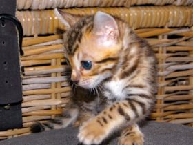 Wir haben süße und verspielte Kitten für Liebhaber. Am