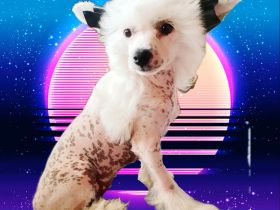 Liebevoll in der Familie aufgezogene Chinese Crested