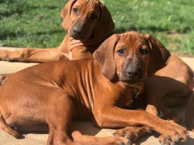 Zum Ausziehen bereit! Unsere dei Jahre alte Nala hatte