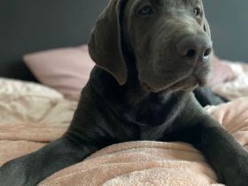 Hallo unsere Hündin Finja  hat am 01.06.2022 bei uns zu