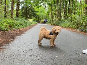 Süßer Apricot Zwergpudel sucht ein neues Zuhause Sie