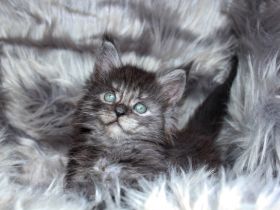 Hallöchen ihr Lieben Suchenden! Willkommen bei Lions of