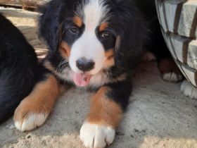 Süße reinrassige Berner Sennen Welpen aus privater