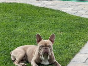 Italian-Stallion-Frenchbulls Yam yam