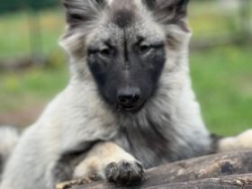Wir bieten liebebedürftige Welpen in seltener Farbe an.