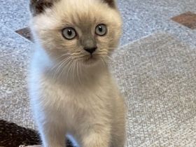 Unsere BKH Katze hat am 15.04.22 fünf gesunden Kitten