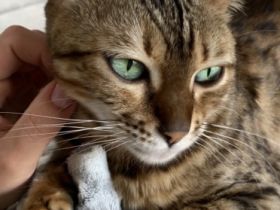 Name:Amira Geboren:13.08.2017 Geschlecht:weiblich