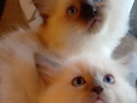 hallo wir sind schöne reinrassige Ragdoll Kitten babys