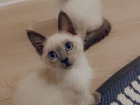 meine Sammy hat wunderschöne reinrassige Siam Kitten