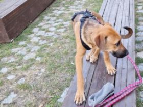 Müssen meine kinderliebe Hündin leider abgeben. Sie ist