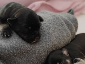 Schnauzer von der Burgrabis