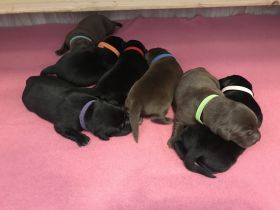 Labradorzucht von Brunnwiesen
