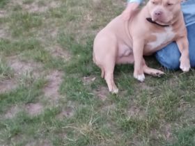 Hallo. Verkaufe meine kleine American Bully Hündin.Sie