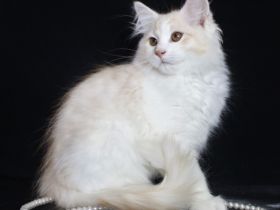 Valle Dragon bietet einen schönen und kräftigen Kater