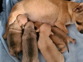 2 reinrassige chihuahua mädels suchen noch ein neues Zuhause