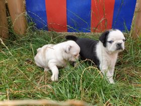 Unsere Welpen werden ausschließlich mit hochwertigem