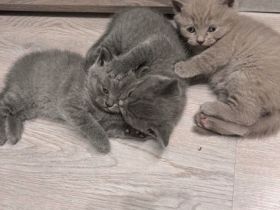 Hallo liebe Katzenliebhaber Suchen Sie einen Freund zum