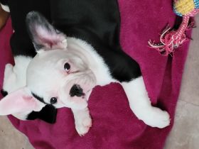 Hey Fellnasen Freunde Unsere Shiva hat am 30.05.22 7