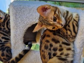 Nur noch 2 wunderschöne Mädchen frei.‼️‼️ Unsere