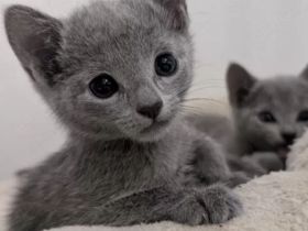 Russisch Blau Kitten - mit Stammbaum -