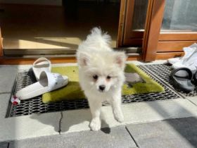 Ein kleine Pomeranian, rainrassig Zwergspitz Welpe