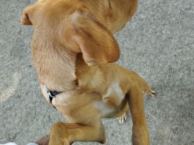 Chico, Hallo ihr lieben, aus privaten Gründen kann ich