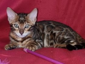 Am 28.05.2022 geborene, drei wunderschöne, gesunde