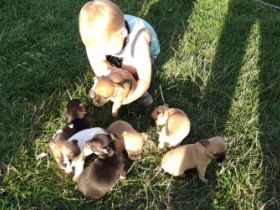 Am 22.6.2022 wurden sieben hübsche Chihuahua Welpen