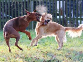 Ausbildung zert. Hundetrainer Fachrichtung Problemtherapie