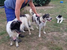 Ab dem 13.08.22 können 4 griechische Hütehundwelpen ihr