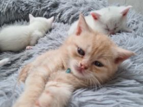 Zuckersüsse Kitten suchen ein neues Zuhause, Unsere