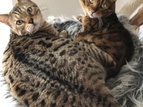 Simba und Mogli, Schweren Herzens muss ich mich aus