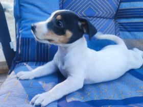 Kerngesunde 8Wochen junge Jack Russel Terrier Welpen