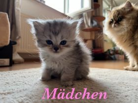 Hallo Zusammen, unsere Lissy ist zum 3. mal Mama