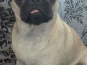 Hallo liebe Fellfreunde Mein Name ist Fully, Ich bin