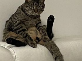 Kater, 18 Monate alt, 5,5 kg, sehr gesund und aktiv.