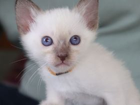 Suche liebes, neues Zuhause für meine 4 Thai Kitten