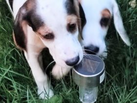 Dieser kleine süße Rüde sucht noch ein liebevolles