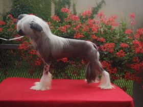 3 Jahre wunderschöne Rüde mit Zuchtzulassung!